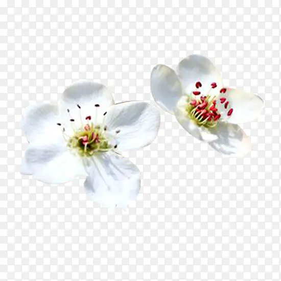 梨花花瓣白图片素材