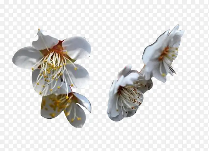 白梨花花瓣图片素材