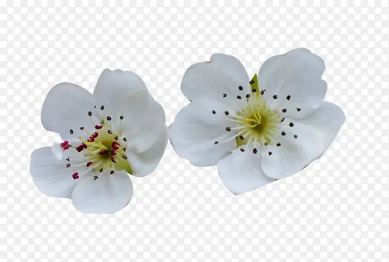 梨花花瓣白色鲜花图片素材