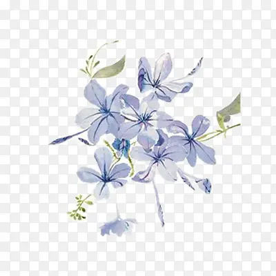 紫罗兰花图片素材