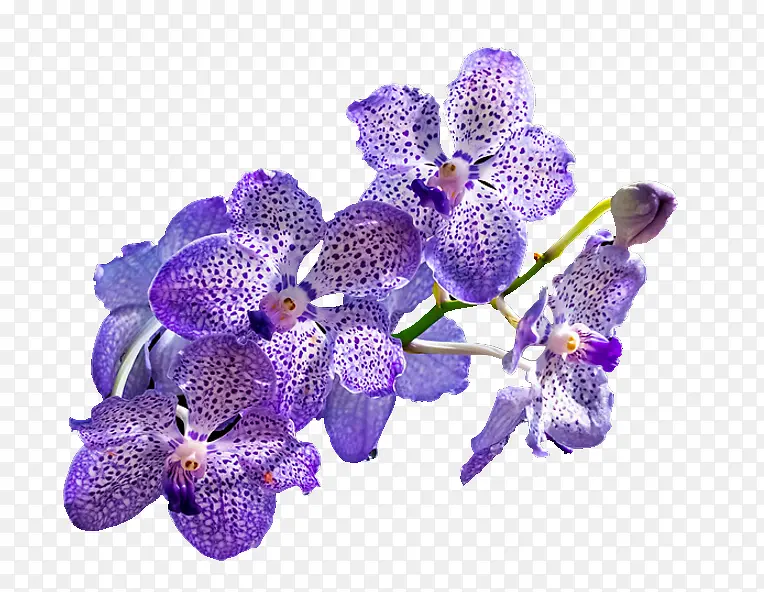 鲜艳的紫色兰花