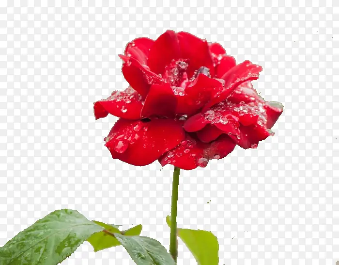 雨中月季花