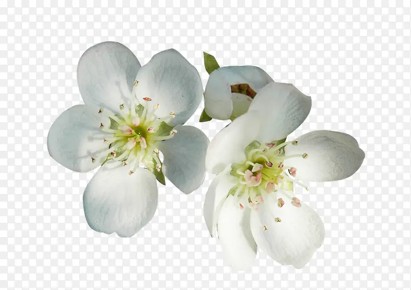 白梨花花瓣两朵图片素材