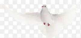 高清活动白色和平鸽展开翅膀飞翔