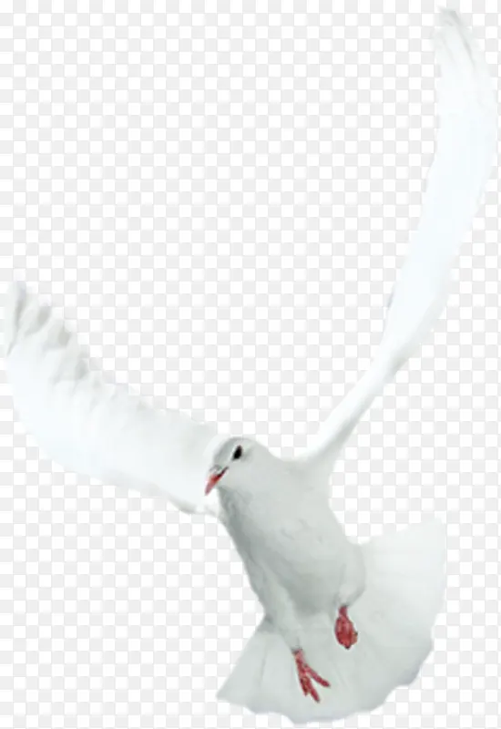 高清白色和平鸽翅膀效果