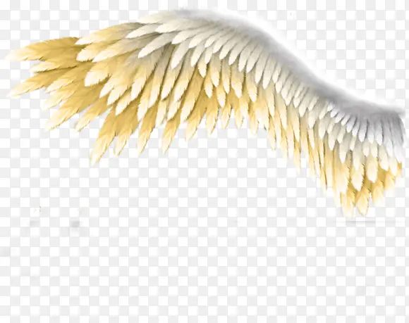 白色黄色翅膀图片