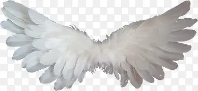 白色翅膀图片