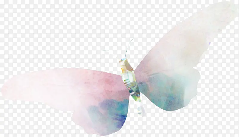 白色蓝色翅膀蝴蝶