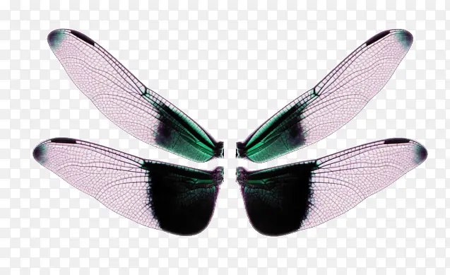 羽毛翅膀彩色翅膀  蜻蜓翅膀