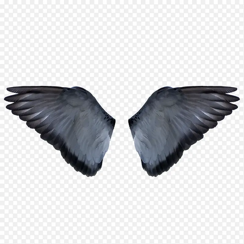 灰色的翅膀