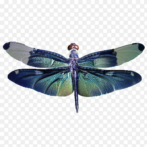 美丽翅膀的蜻蜓