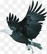 黑色高清羽毛飞翔的小鸟