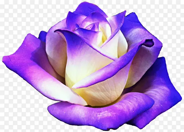 实物紫色渐变花朵花卉