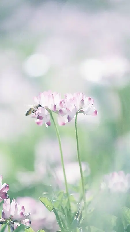 可爱密封紫白花瓣小花