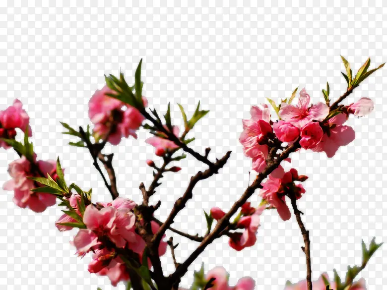 粉红桃花
