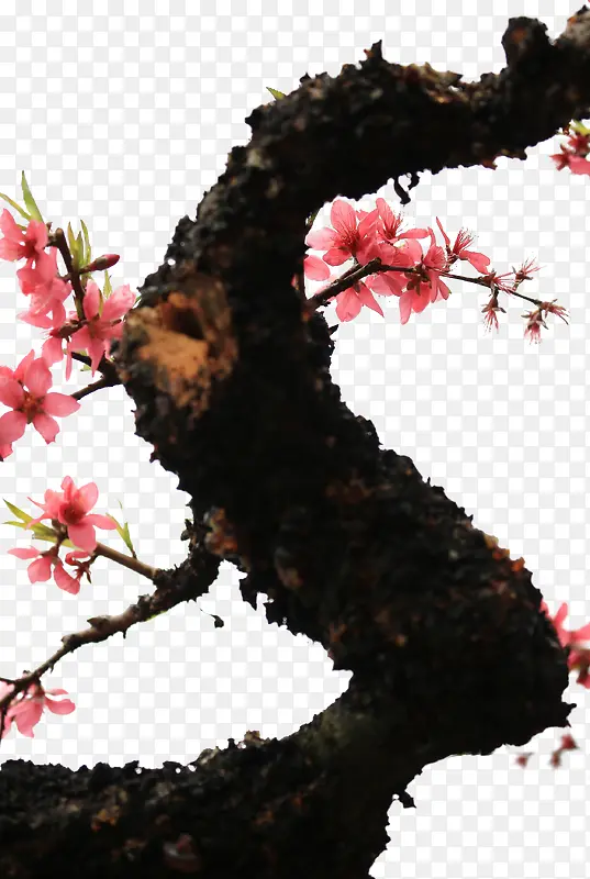 桃花树装饰