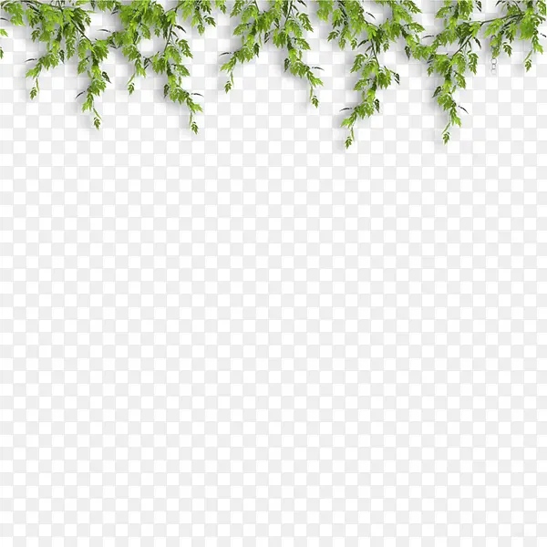 绿色大树藤条植物