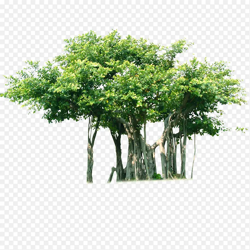 园林 景观  树木 花草 植物
