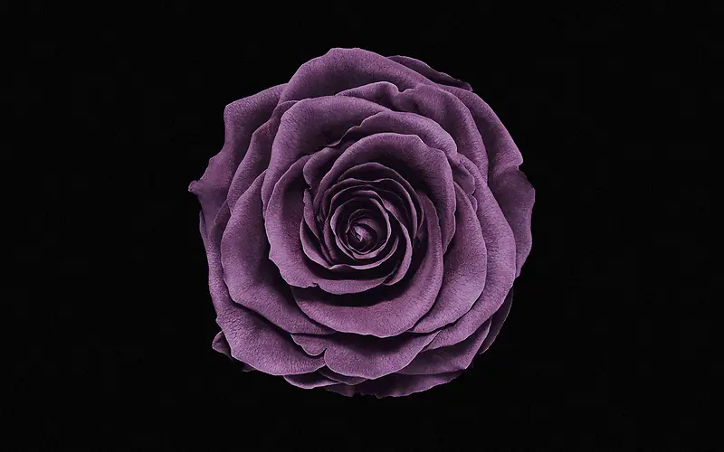 紫色梦幻大气花朵壁纸