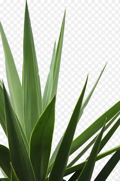 绿色芦荟装饰植物