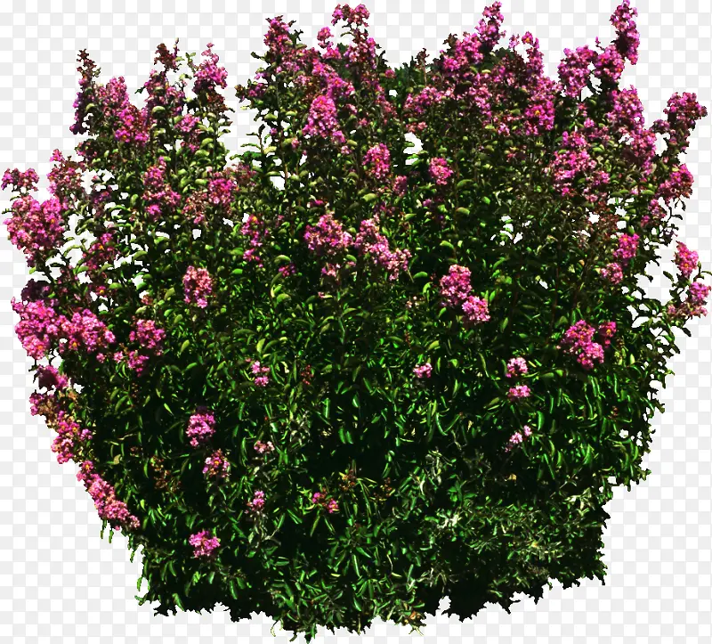 绿植花卉植物花卉素材