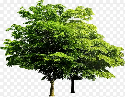 绿色植物海报绿色大树