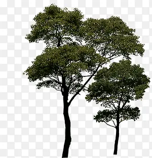 植物海报绿色树木大树