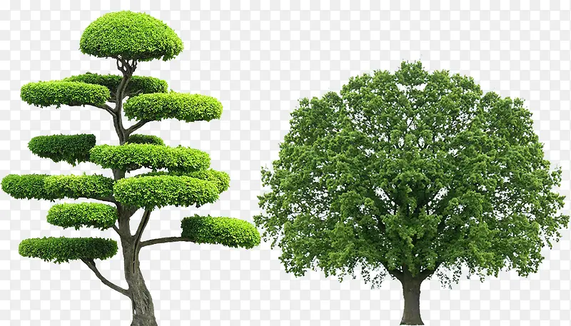 大树、树木、绿色、环保、绿化