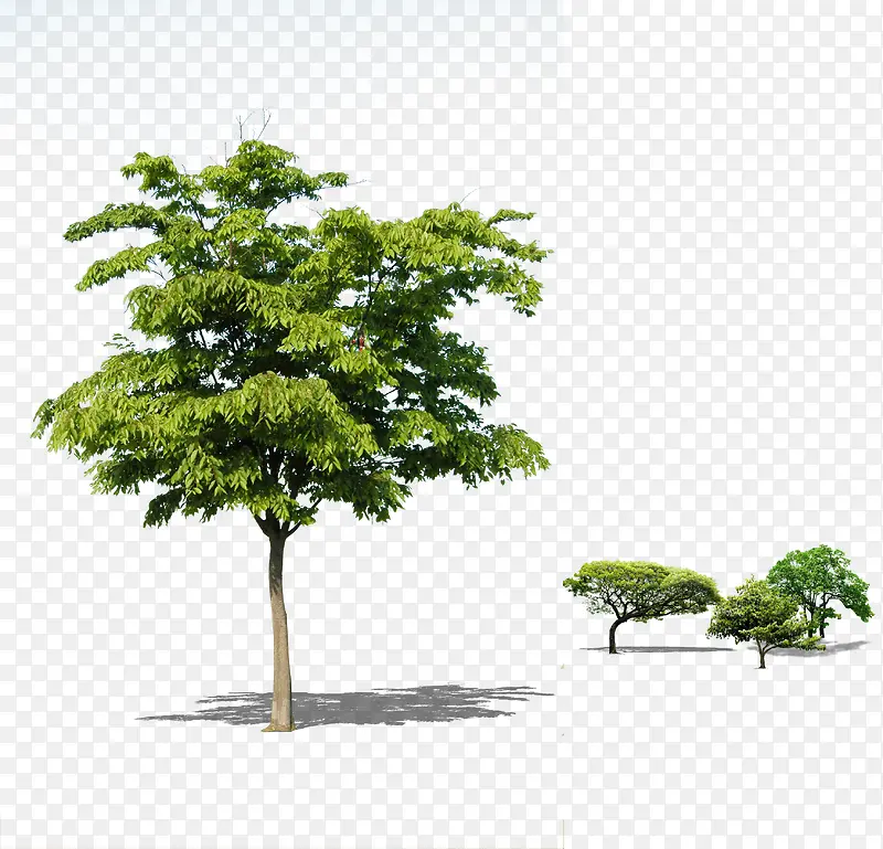 公园春天植物环保大树