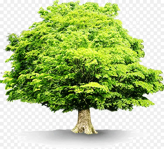绿色茂盛大树