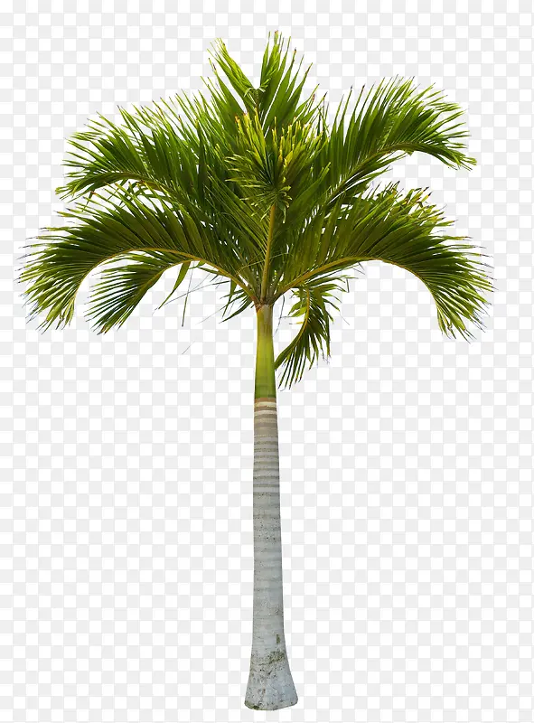 绿色漂亮椰子树