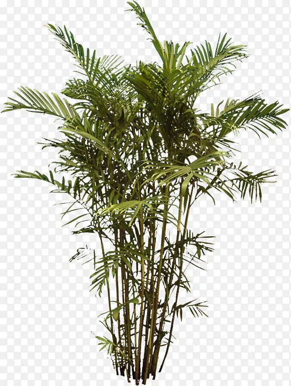 参天大树植物椰子树