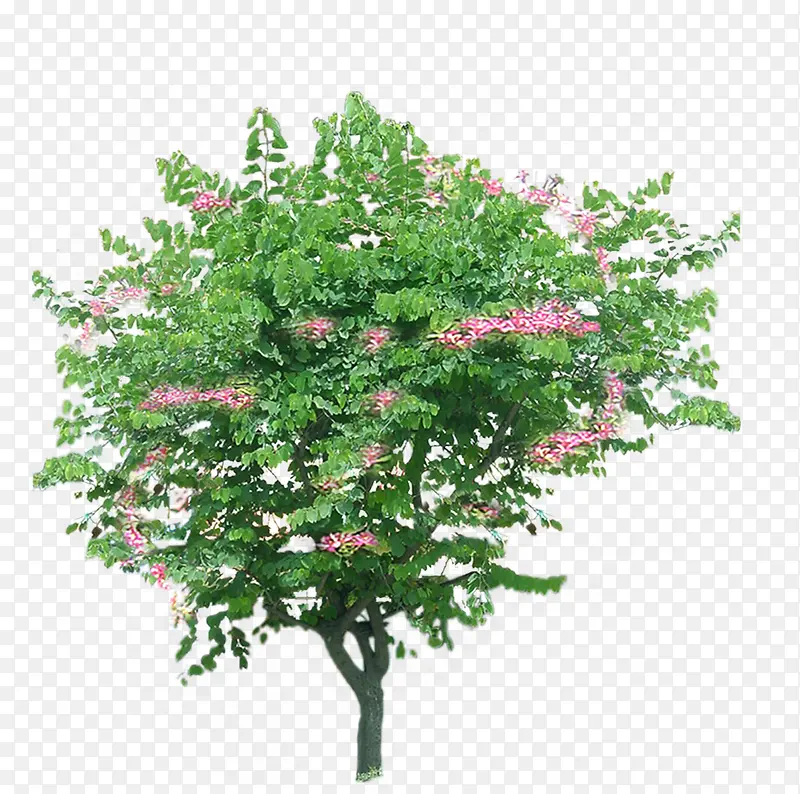 绿色植物大树