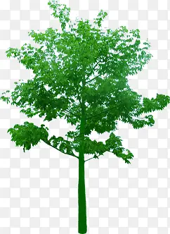 高清创意绿色植物大树环境渲染