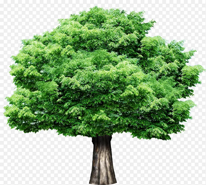园林绿化环保大树
