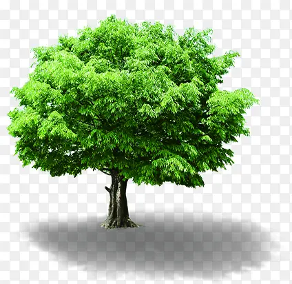 高清摄影绿色草本植物树木大树
