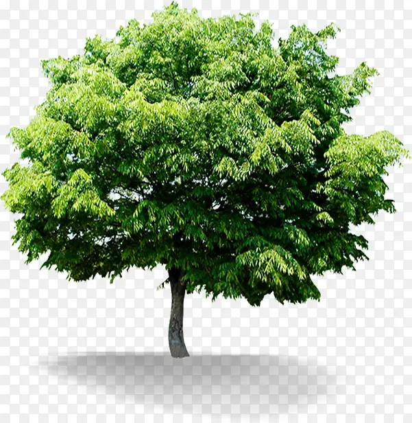 绿色清爽大树清新植物