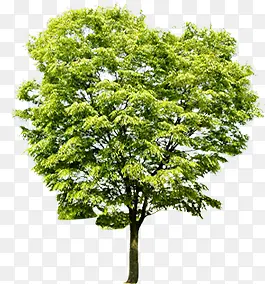 绿色清新大树稀疏树木