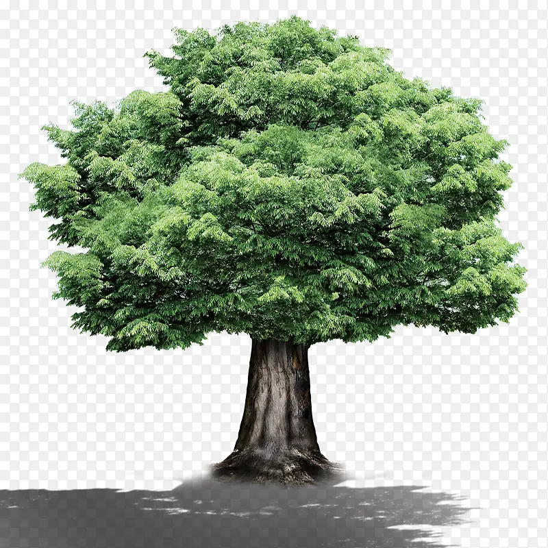 大树植物