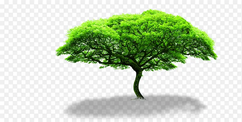 绿色自然大树装饰