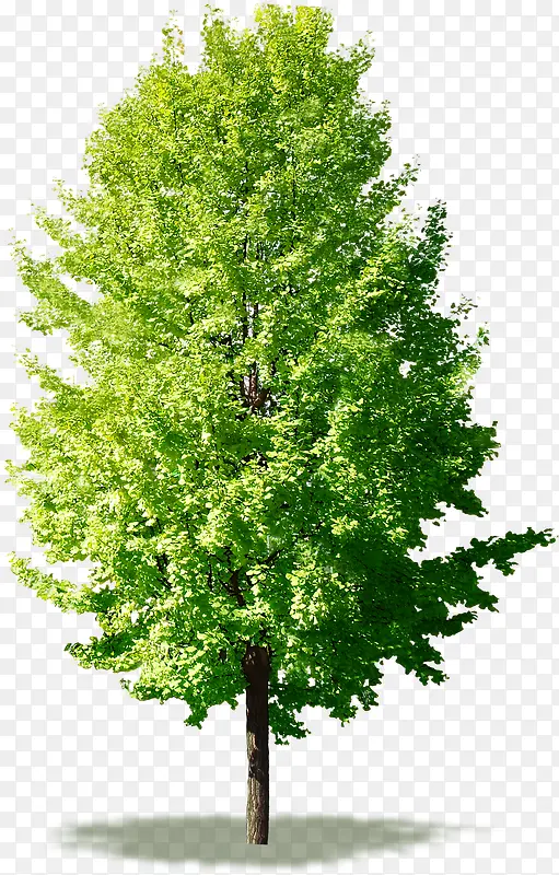 绿色嫩绿生长大树