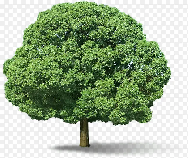 绿树景观植物大树