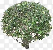 圆形绿色植物大树