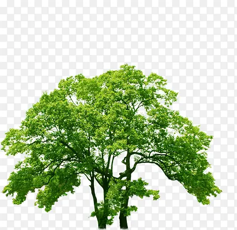 绿色郊外大树景观植物