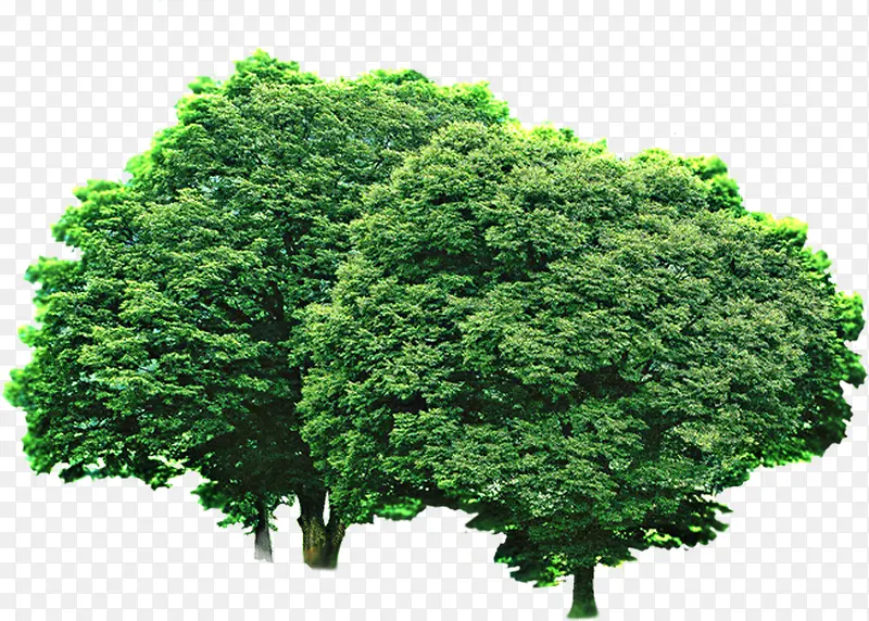 绿树植物大树景观