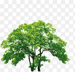 绿树稀疏美景大树