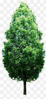 绿色春天植物大树高大