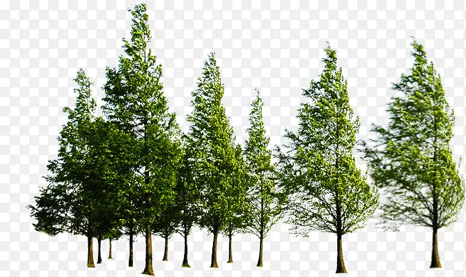绿色创意高清园林植物绿色大树