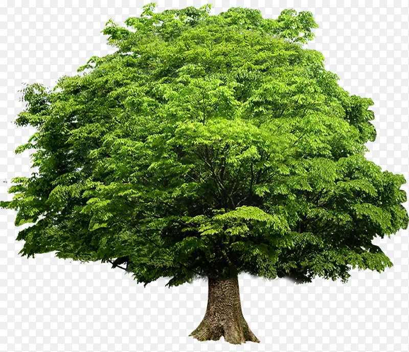 绿树景观设计大树