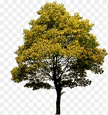 黄色秋季小区景观大树